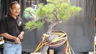 Bonsai Jidai  Black Pine Styling Demonstration [upl. by Leirbma]