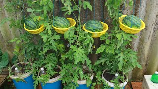 Growing Watermelon At Home  Watermelon Hanging Basket [upl. by Dnalyaw]