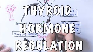 Thyroid Hormone Regulation and Negative Feedback [upl. by Ardnossak]