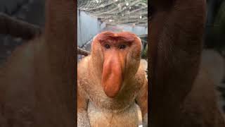 Proboscis monkeys were originally called Nakula Changlong Proboscis Monkeys Come to Changlong and [upl. by Christmann]