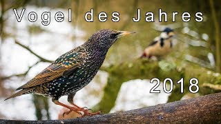 Vogel des Jahres 2018 Der Star Starendoku  Gamander López [upl. by Favien]