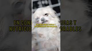 Campaña de concienciación sobre “CRIADEROS DE PERROS CLANDESTINOS” [upl. by Eemia872]