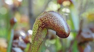 Darlingtonia Californica aka Pitcher Plant [upl. by Ahtiekahs]