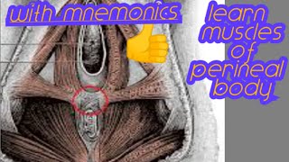 Learn muscles of perineal body easily with mnemonics [upl. by Savanna434]