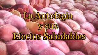 La Autofagia y sus Efectos Saludables [upl. by Nnahsal]