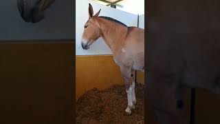 Beautiful giant spanish mule 178 cmshortvideosmulemulamulimaultiermuaresequinehorseanimal [upl. by Kinata]