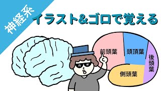 大脳の機能局在の覚え方／イラスト図解で分かりやすく説明 [upl. by Atiuqet]