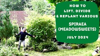 How to Lifting Dividing amp Replanting Various Spiraea Meadowsweets [upl. by Nirrol]