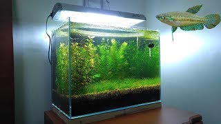 3 Months Update  New Fish Sparkling Gourami No filter No CO2 NO Ferts 5 Gallon Nano Tank [upl. by Assej962]