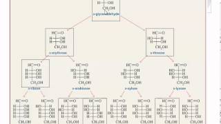 Carbohydrates 12 Aldose Structures [upl. by Hadeehuat]