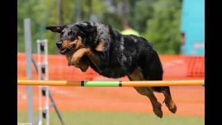 Beauceron agility  Shauri in 2016 [upl. by Pillihpnhoj]