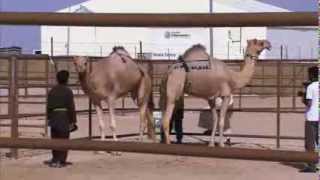 Camel Beauty Contest In United Arab Emirates [upl. by Seraphina615]