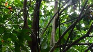 Rubber trees  Hevea brasiliensis  4 years old [upl. by Ahsaya339]