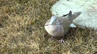 Eurasian CollaredDove [upl. by Nevag]