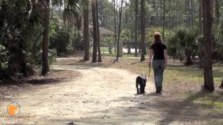 Max the Standard Schnauzer pup at FINETUNED CANINES Board and Train dog training camp in Naples FL [upl. by Terese]