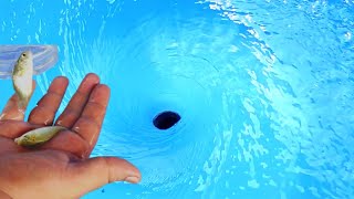 Vortex Water with FISH and Cars Whirlpool Vortex whirlpool experiments whirlpool video [upl. by Ahsika]