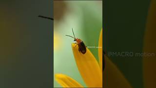 macro Lens  macro virel macro video videography shortvideo nature [upl. by Compton]