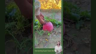 Harvesting Super Giant Red Radishes Incredible Size and Flavor [upl. by Nottnerb]