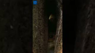 পাখির সবথেকে সুরক্ষিত ঘর😱 Hornbill Bird Nest Facts [upl. by Rasmussen]