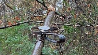 Squirrel on a stick trap setup [upl. by Mischa]