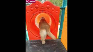 The golden retriever goes to the childrens playground to play on the slide every day🥳 [upl. by Novonod]