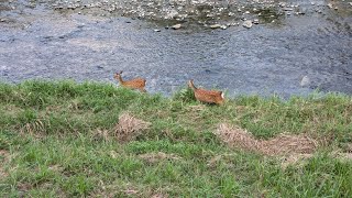 Deers at Takano river Kyoto Japan 2024 Sep 08 [upl. by Maryanne]