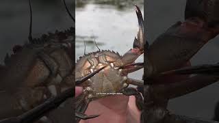 Un crabe très agressif 🦀🥵 [upl. by Coraline328]