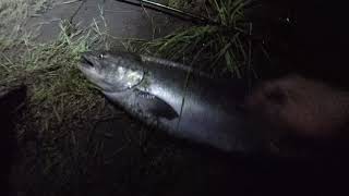 Episode 1 Puyallup River NW salmon fishing How to drift fish to CATCH MORE FISH [upl. by Llesirg]