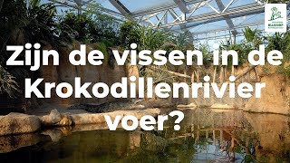 Zijn de vissen in de Krokodillenrivier voer [upl. by Motch]