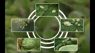 See how Potato Late Blight develops [upl. by Gruchot]