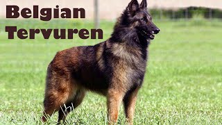 Podcast 132 Belgian Tervuren History  A true renaissance dog [upl. by Rudolfo207]