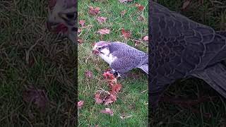 LUGGER FALCON FEEDING ON THE LURE [upl. by Joh]