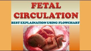 FETAL CIRCULATION [upl. by Elwee935]