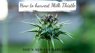 How to harvest Milk Thistle [upl. by Akiras]