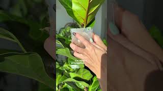 How to you get your Fiddle Leaf Fig to branch out ➡️ CHOP IT ✂️ [upl. by Hgielar79]