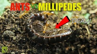 Ants vs Giant Millipedes [upl. by Jillene]