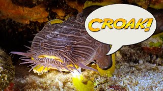 Croaking Cozumel Toadfish Is this the loudest fish [upl. by Ailedamla]