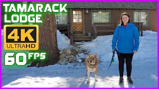 Tamarack Lodge Mammoth Mountain Vlog  4K UHD 60fps Footage [upl. by Harwill981]