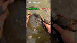 Giant Mud Crab VS Australian Hunter [upl. by Nettirb]