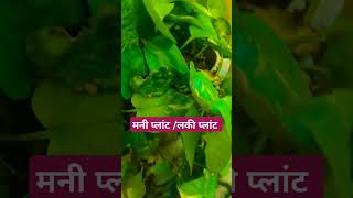 How to Actually Care for Your Money Plant Pothos [upl. by Yhtamit]