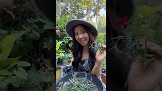 HOW TO PROPAGATE CARNATION PLANT FROM CUTTINGS⁉️ [upl. by Airrej]