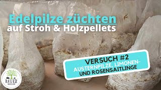 Austernpilze auf Strohpellets züchten  Pilze zu Hause züchten  Versuch 2 [upl. by Aras]