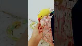 yellow talking parrot 😘Parrot eats food from hand parrot birds parrotfood yallowparrot shorts [upl. by Neirod]