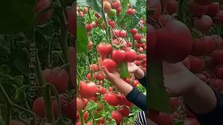 How to Grow Tomatoes at Home Using Plastic Gallons 🍅 plants shorts farming [upl. by Lambrecht653]