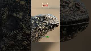 Ultimate Showdown Iguana vs Snakes 🦎🐍 animals nature wildlife [upl. by Ydniw]