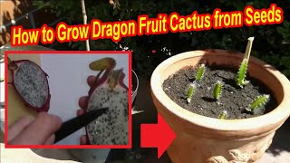 How to Grow Dragon Fruit Cactus from Seeds  Grow Pitaya Plant from Seed in a Pot at Home [upl. by Bloom]