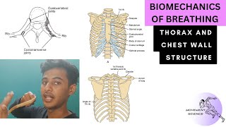 THORAX AND CHEST WALL STRUCTURE VENTILATION BIOMECHANICS OF THORAX Physiotherapy Tutorial [upl. by Repinuj40]