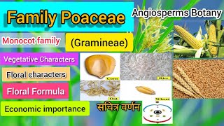 Family Poaceae Gramineae Vegetative Characters Floral CharactersFloral Formula Plant families [upl. by Aerbma]