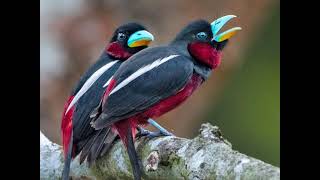 Beautiful Black and Red Broadbill beautifulbird birds birdenthusiast [upl. by Arihsaj]