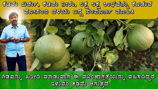 MOSAMBI BELE  ಮೋಸಂಬಿ ಬೆಳೆಯ ಬಗ್ಗೆ ಸಂಪೂರ್ಣ ಮಾಹಿತಿ  MOSAMBI CULTIVATION [upl. by Eustashe]